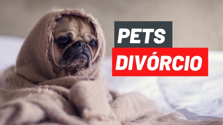 Animais de Estimação no Divórcio – Como ficam quando o casal se separa? Com quem Fica? Pensão?